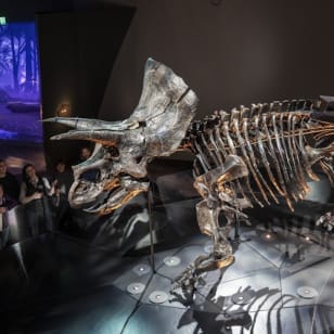 Museo de Melbourne: Visita guiada al hogar de los dinosaurios
