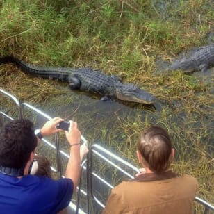 Tour in Airboat nei Everglades e biglietto d'ingresso Wild Florida con pranzo opzionale