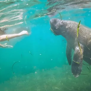 San Juan Snorkel with Turtles and Manatee's; Free Video and Rum!