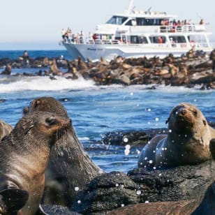 Crucero para avistar focas en Phillip Island