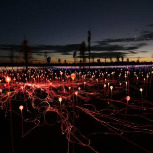 Field of Light Uluru: General Admission + Transfer