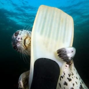 Snorkel, kayak e avventura con foca: tour in barca a Vancouver