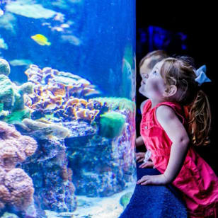 Myrtle Beach: Ripley's Aquarium + 2 Attractions