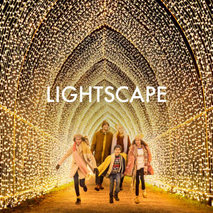 Lightscape: A Dazzling Trail of Color and Light - Waitlist