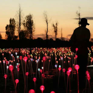 Field of Light Uluru: Sunrise Tour with Hot Drinks