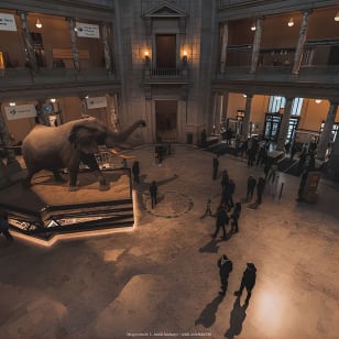 Zwei Smithsonian-Museen: Amerikanisches & Naturgeschichte-Privat­tour