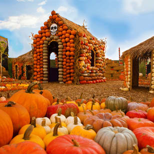 Mr. Bones Pumpkin Patch