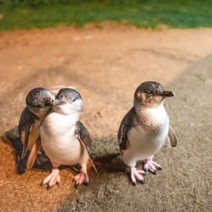 Isla Phillip: Excursión guiada desde Melbourne + vino, almuerzo y desfile de pingüinos