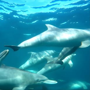 Excursión de un día para nadar con delfines salvajes