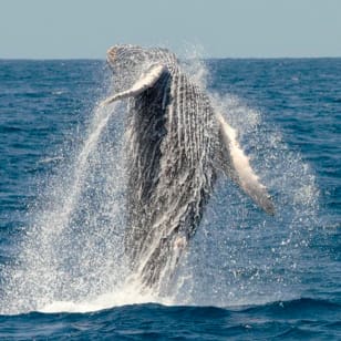 Crociere di avvistamento balene a San Diego