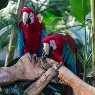 Conservatorio Bloedel: Jardín tropical de interior
