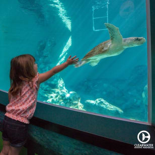Clearwater Marine Aquarium