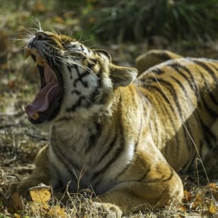 Zoo Safari de Thoiry : ticket coupe-file