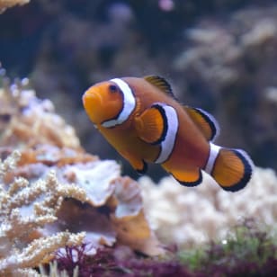 Acquario de Lione: alla scoperta di pesci da tutto il mondo