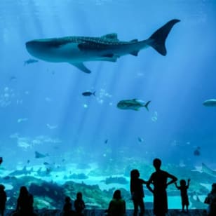 Georgia Aquarium: Skip The Line Ticket