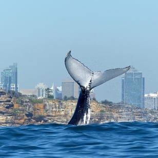 Crucero para avistar ballenas en Sídney con almuerzo o desayuno incluido