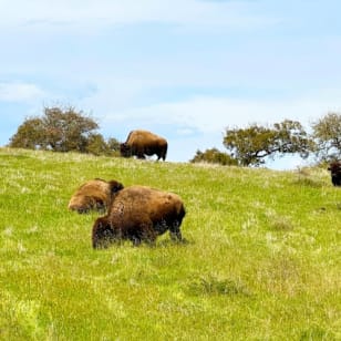 Santa Catalina Island: Safari Guiado