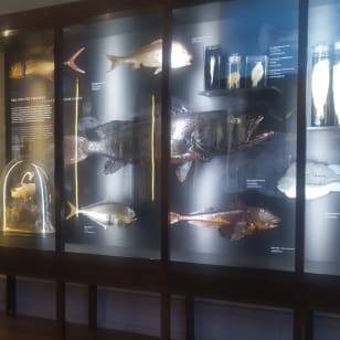 Besuch des Aquariums Vasco da Gama