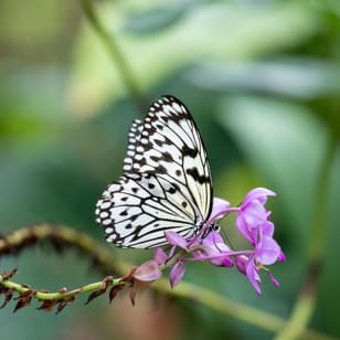 The Cockrell Butterfly Center in Houston
