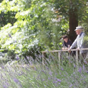Ashcombe Maze & Lavender Gardens: biglietto d'ingresso