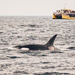 Aventura de medio día de avistamiento de ballenas desde Vancouver