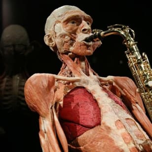 BODY WORLDS - The Happiness Project: salta la fila