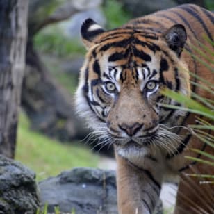 Bioparc Fuengirola: a varguandist zoo!