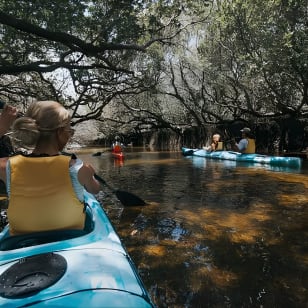 Excursión en kayak al santuario de delfines de Adelaida