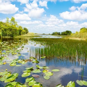 Everglades: paseo de 40 minutos en hidrodeslizador & Entrada al Santuario de Animales