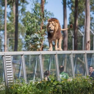 Zoo Santo Inácio: Keine Warteschlangen