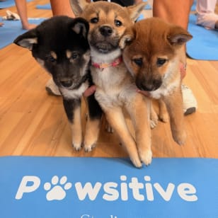 Puppy Yoga chez Pawsitive Studio