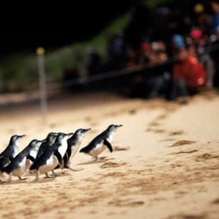 Circuit express des pingouins de Phillip Island au départ de Melbourne