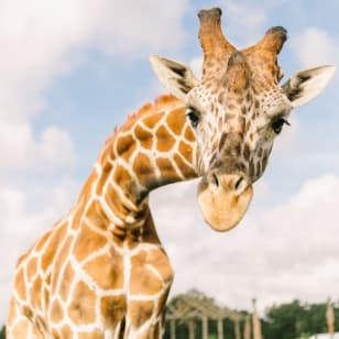 Entradas para el Parque Safari Wild Florida Drive-Thru