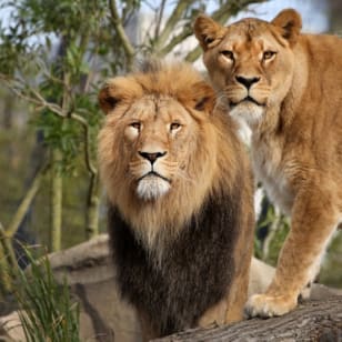 ARTIS Amsterdam Royal Zoo & Micropia: biglietto salta fila