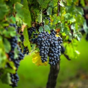 Demi-Journée in der Weinkellerei in Saint-Émilion, gestartet in Bordeaux