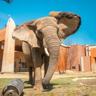 Toledo Zoo & Aquarium: Entry Ticket