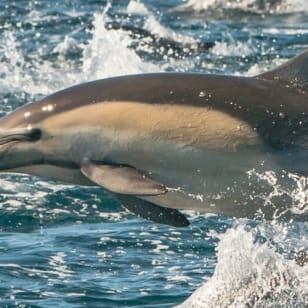 Newport Beach: Ganzjahres-Wal- und Delfinkreuzfahrten