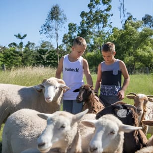 Tour per animali da 1 ora