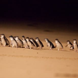 Phillip Island Penguin Parade Excursión ecológica en grupo reducido