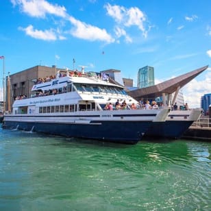 Boston Whale Watching Cruise mit Hochgeschwindigkeits-Katamaran