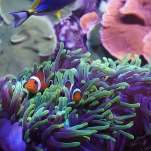 tickets for the Aquarium of Seville!