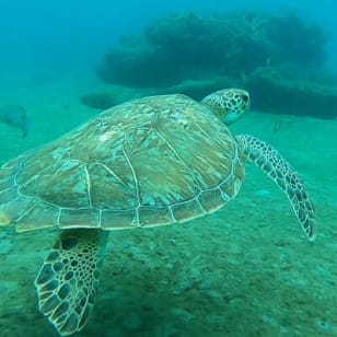 Safari snorkeling au Phil Foster Park, Blue Heron Bridge