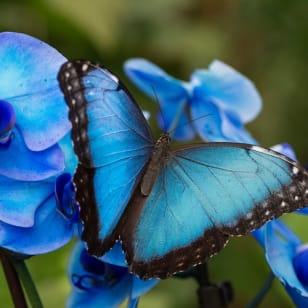 Benalmádena Butterfly Garden: Home