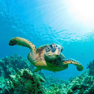 Skip the line ticket for SEA LIFE Benalmádena