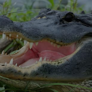 Airboat