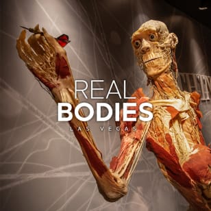 Real Bodies: Un viaje a través de la experiencia humana