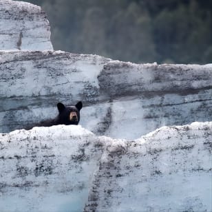 Tour des ours, des trains et des iceberg