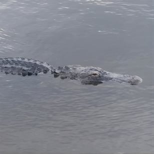 Tour in Air Boat di Palm Beach con The Swamp Monster
