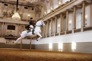 Actuación de los caballos lipizzanos en la Escuela Española de Equitación