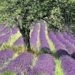 Circuit des Gorges du Verdon y de los Campos de Lavanda